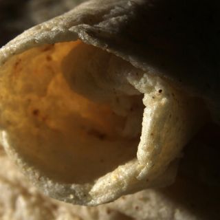 Estos alimentos tienen más calcio que la leche