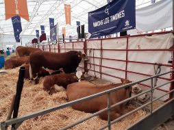 La tercera edición del Congreso contará con la participación de un amplio grupo de ganaderías de Jalisco y de varios estados de la República, así como de diversos países líderes en ganadería como Canadá, Estados Unidos, Argentina, Perú, Brasil e Inglaterra. CORTESÍA.