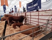 La tercera edición del Congreso contará con la participación de un amplio grupo de ganaderías de Jalisco y de varios estados de la República, así como de diversos países líderes en ganadería como Canadá, Estados Unidos, Argentina, Perú, Brasil e Inglaterra. CORTESÍA.