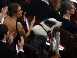 El momento llegó cuando después del monólogo hecho por su presentador Jimmy Kimmel en la apertura del evento, se proyectaron unas imágenes que mostraban al border collie de 7 años en una butaca privilegiada junto a un pasillo cerca del escenario.EFE/ARCHIVO