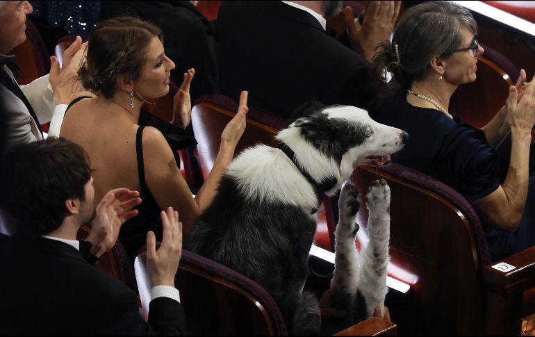 El momento llegó cuando después del monólogo hecho por su presentador Jimmy Kimmel en la apertura del evento, se proyectaron unas imágenes que mostraban al border collie de 7 años en una butaca privilegiada junto a un pasillo cerca del escenario.EFE/ARCHIVO