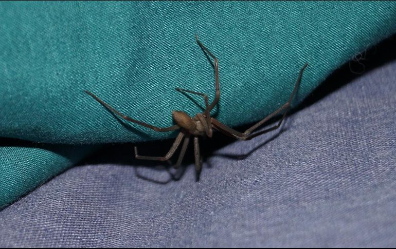 La araña violinista tiene una mordedura que puede provocar consecuencias mortales para los humanos. Pixabay.