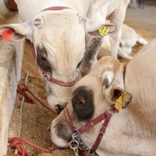 México rechaza etiquetado de EU a productos cárnicos, avícolas y huevo