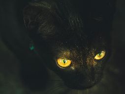 Un felino cayó a un contenedor de químicos de alto riesgo en Japón. ESPECIAL/ Foto de M. Klein en Unsplash