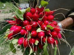 Generalmente, el rábano se come crudo, pero hay una manera particular con la que puedes aprovechar sus nutrientes y exquisito sabor. EL INFORMADOR / ARCHIVO