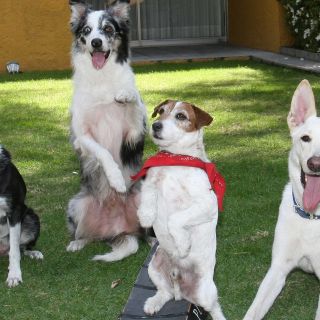Esta es la manera en que tu mascota podría ayudarte con el estrés