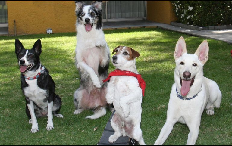 Las relaciones únicas entre actividades específicas y sus efectos fisiológicos podrían servir de referencia para programar en el futuro intervenciones específicas asistidas por animales. SUN / ARCHIVO