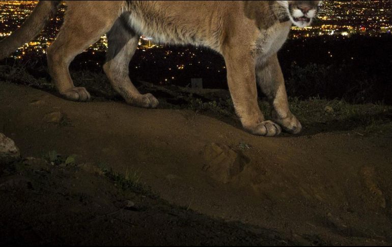 Este suceso ha causado controversia en las redes sociales, debido a que existen comentarios de personas que cuestionan que hayan cazado al felino, mientras que la mayoría aseguran que fue en defensa propia. EFE / ARCHIVO