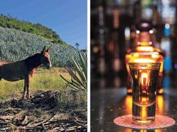 De las más de 295 especies de agave que existen, solo el de la variedad  agave tequilana Weber, mejor conocido como 