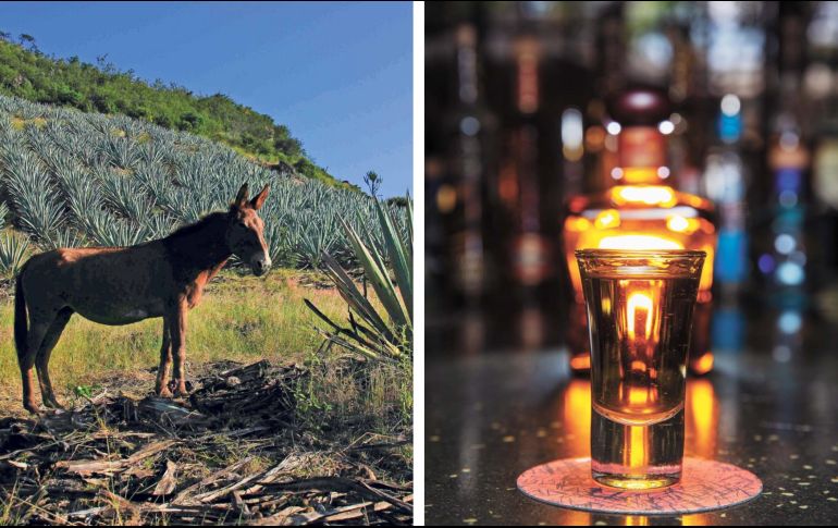 De las más de 295 especies de agave que existen, solo el de la variedad  agave tequilana Weber, mejor conocido como 