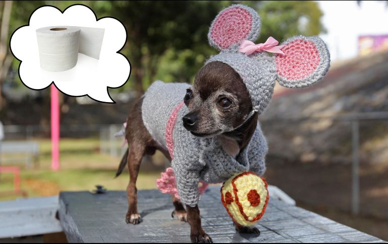 Estas son las posibles razones por las que te acabas de quedar sin papel del baño; lo más seguro es que no esté enfermo tu perro. EL INFORMADOR / ARCHIVO