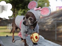 Estas son las posibles razones por las que te acabas de quedar sin papel del baño; lo más seguro es que no esté enfermo tu perro. EL INFORMADOR / ARCHIVO