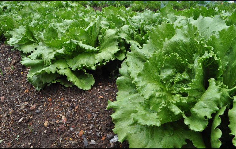 Esta vitamina es producida en el cuerpo, sin embargo, también llega mediante alimentos que la contienen. NTX / ARCHIVO