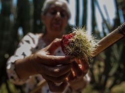 Si la persona se equivoca en el corte provoca que la pitaya caiga y que las espinas queden en su cabeza. EL INFORMADOR / ARCHIVO