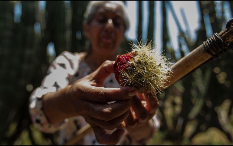 Si la persona se equivoca en el corte provoca que la pitaya caiga y que las espinas queden en su cabeza. EL INFORMADOR / ARCHIVO