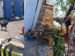 Un toro de color negro se hizo presente en las instalaciones de la Universidad La Salle plantel Pedregal en la alcaldía, Tlalpan. ESPECIAL.