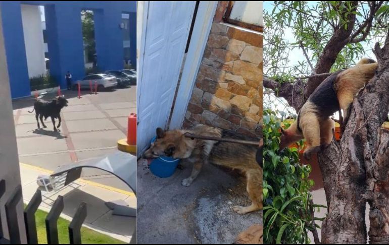 Un toro de color negro se hizo presente en las instalaciones de la Universidad La Salle plantel Pedregal en la alcaldía, Tlalpan. ESPECIAL.