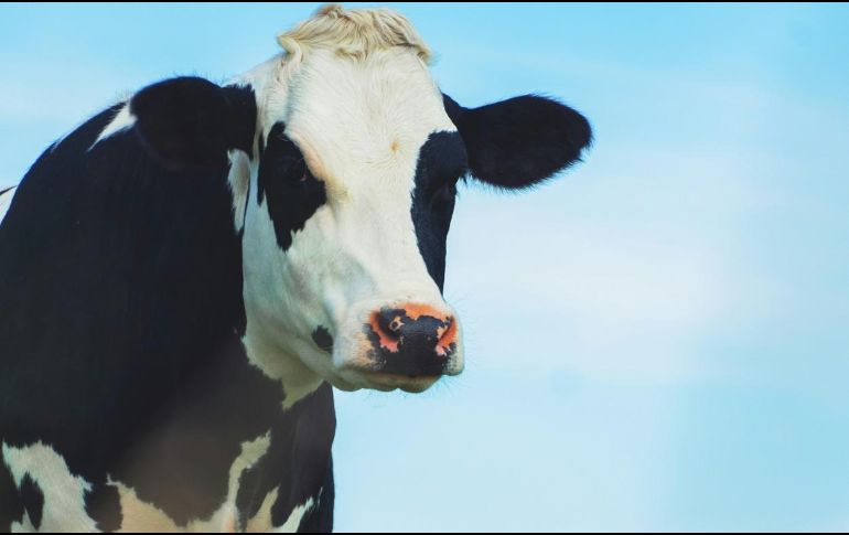Se detectó insulina en la leche de la primera vaca transgénica. ESPECIAL/ Foto de JC. Emer en Unsplash