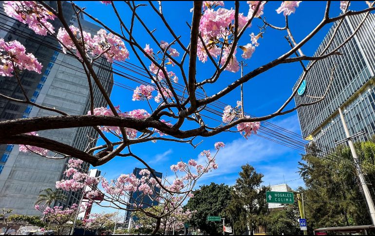 Estos son los árboles que florecen en la primavera en la Zona Metropolitana de Guadalajara, ¿los conoces? EL INFORMADOR / ARCHIVO