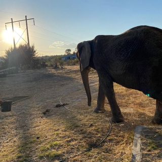 Profepa envía a la elefante Annie al Zoológico de San Juan de Aragón