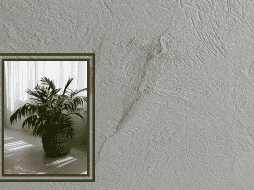 Es importante señalar que no se trata de una planta batallosa y tampoco hay riesgo de que muera fácilmente, pues es muy resistente. ESPECIAL