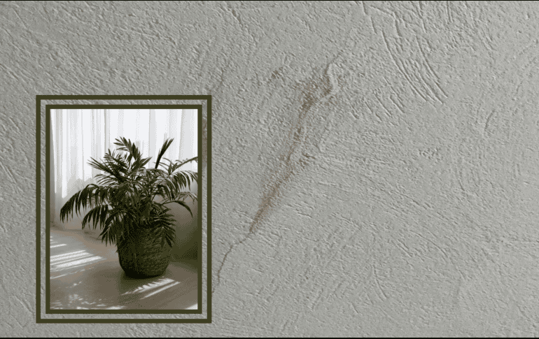 Es importante señalar que no se trata de una planta batallosa y tampoco hay riesgo de que muera fácilmente, pues es muy resistente. ESPECIAL