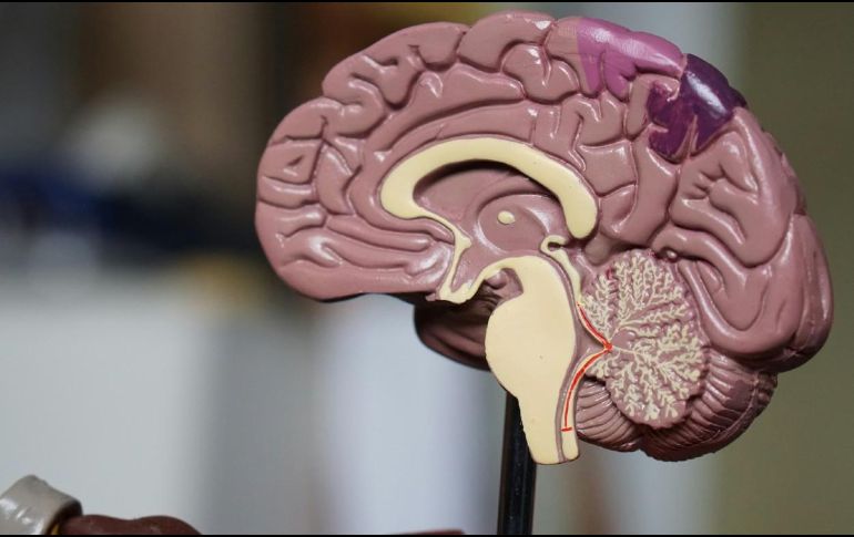 Investigadores encuentran la relación entre la proteína beta amiloide y la OCIAD1. ESPECIAL/ Foto de R. Weermeijer en Unsplash