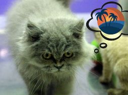 ¿Qué es lo mejor para tus mascotas? ¿Dejarlas en una pensión o llevarlas de viaje? EL INFORMADOR / ARCHIVO