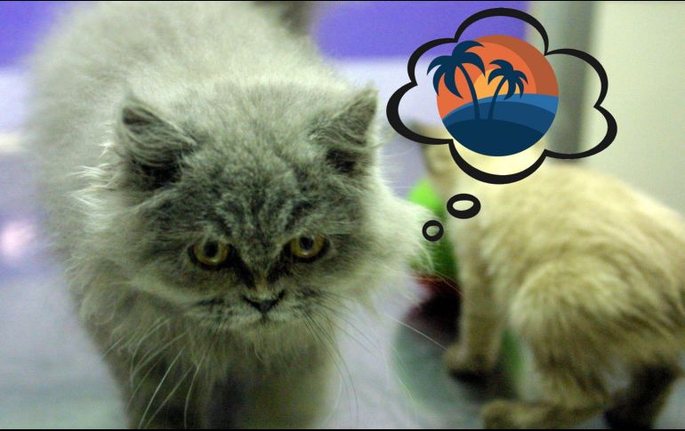 ¿Qué es lo mejor para tus mascotas? ¿Dejarlas en una pensión o llevarlas de viaje? EL INFORMADOR / ARCHIVO