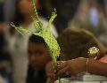 La celebración del Domingo de Ramos se divide en dos momentos principales. EL INFORMADOR/ ARCHIVO.