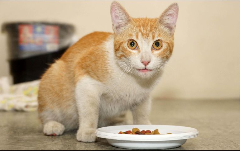 Los gatos son animales curiosos por naturaleza. SUN/ARCHIVO