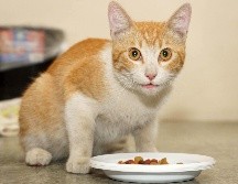 Los gatos son animales curiosos por naturaleza. SUN/ARCHIVO