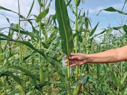 Este alimento que se encuentra desde tiempo prehispánico en la región, te ayudará a mantenerte fuerte y sano por sus componentes beneficiosos. SUN / ARCHIVO