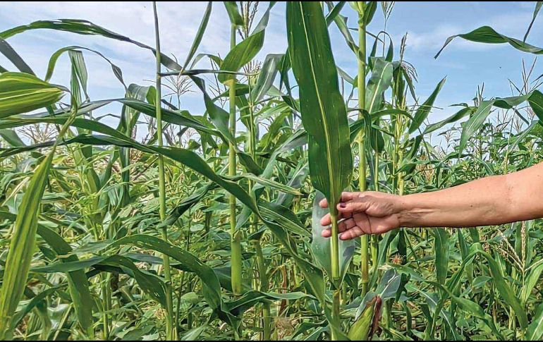 Este alimento que se encuentra desde tiempo prehispánico en la región, te ayudará a mantenerte fuerte y sano por sus componentes beneficiosos. SUN / ARCHIVO