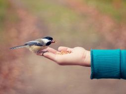En un estudio se observó cómo la cooperación se manifiesta en diferentes sociedades y cómo interactúan con la estructura de la familia y la comunidad. ESPECIAL / Foto de Bonnie Kittle en Unsplash