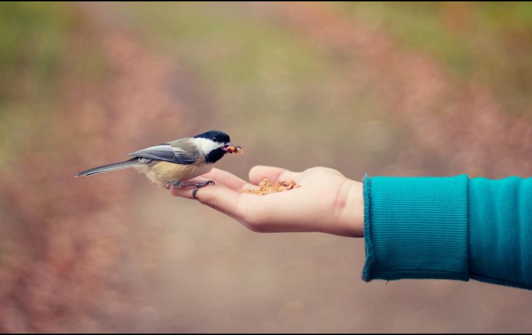 En un estudio se observó cómo la cooperación se manifiesta en diferentes sociedades y cómo interactúan con la estructura de la familia y la comunidad. ESPECIAL / Foto de Bonnie Kittle en Unsplash