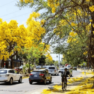 Este es el árbol que pinta de amarillo a Guadalajara
