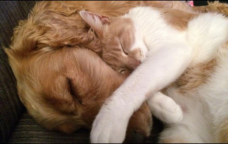 A pesar de sus ventajas, determinar el momento adecuado para llevar a cabo la esterilización puede resultar confuso para muchos dueños de mascotas. Pixabay / Turbot