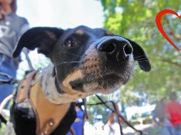 Estos son algunos destinos que amará tu perro dentro de la Zona Metropolitana de Guadalajara. EL INFORMADOR / ARCHIVO