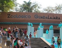 El Zoológico cuenta con alrededor 5,000 animales de 300 diferentes especies de todos los continentes. EL INFORMADOR/ ARCHIVO.