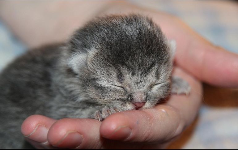 Algunas gatas intensificarán su atención hacia las crías supervivientes, manteniéndose en alerta constante y extremando los cuidados. Pixabay.