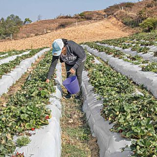 México seguirá buscando opciones de herbicidas para sustituir al glifosato en la agricultura