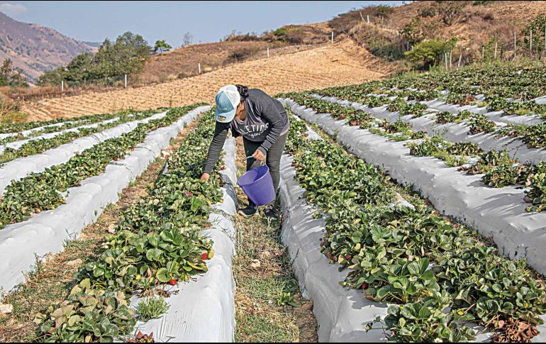 El Gobierno de México aseguró que mantiene el propósito del decreto de proteger el derecho a la salud, a una alimentación nutritiva. SUN/ ARCHIVO.