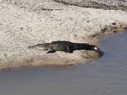 Afortunadamente, el animal no causo daño al joven y sólo quedó registrado el increíble suceso en video. EL INFORMADOR / O. Álvarez