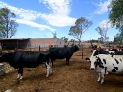 Los productores reclamaron al gobierno federal la excesiva importación de leche en polvo y pidieron que sea adquirida toda la falta fresca que producen. ESPECIAL