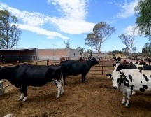 Los productores reclamaron al gobierno federal la excesiva importación de leche en polvo y pidieron que sea adquirida toda la falta fresca que producen. ESPECIAL