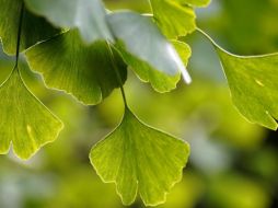 No debes comer semillas de ginkgo crudas o tostadas, ya que pueden ser tóxicas. Pixabay.