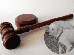 El perrito “Rufo” fue asesinado  con un machete en agosto del 2023 en la colonia 