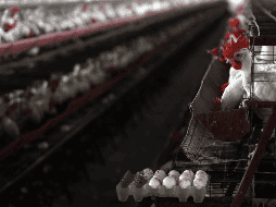 La gripe aviar (H5N1) es un tipo de virus de la gripe que generalmente infecta a las aves silvestres y puede transmitirse a las aves domésticas y a otros animales. Ocasionalmente infecta a personas. EFE / ARCHIVO