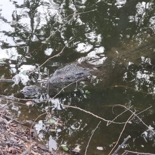Capturan impresionante cocodrilo en Vallarta para reubicarlo (FOTOS y VIDEO)